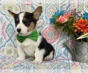 Pembroke Welsh Corgi Puppy for sale in LANCASTER, PA, USA