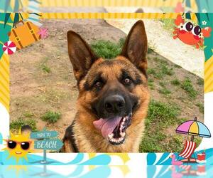 German Shepherd Dog Dogs for adoption in Ojai, CA, USA