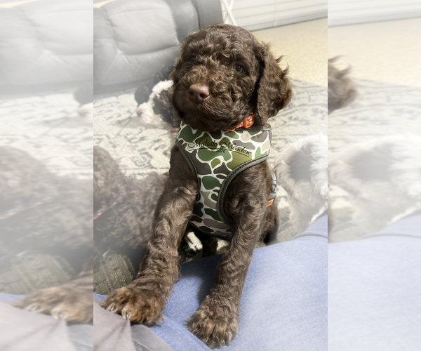 Medium Photo #2 Poodle (Standard) Puppy For Sale in SUFFOLK, VA, USA