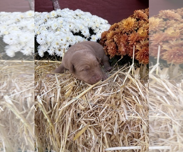 Medium Photo #29 Labrador Retriever Puppy For Sale in LEASBURG, MO, USA