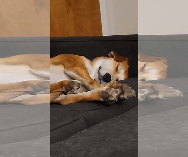 Medium Photo #9 Retriever -Unknown Mix Puppy For Sale in Holly Springs, NC, USA