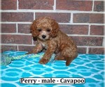 Image preview for Ad Listing. Nickname: Perry