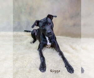 Mutt Dogs for adoption in Hot Springs Village, AR, USA