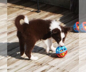 Border Collie Puppy for sale in DOUGLASS, KS, USA