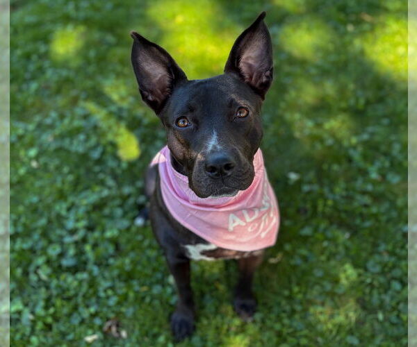 Medium Photo #17 American Pit Bull Terrier-Labrador Retriever Mix Puppy For Sale in Princeton, MN, USA