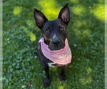 Small #16 American Pit Bull Terrier-Labrador Retriever Mix