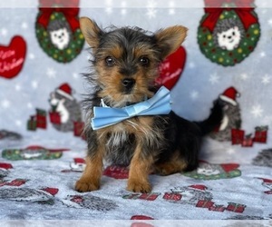 Yorkshire Terrier Puppy for sale in LANCASTER, PA, USA