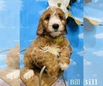 Small Photo #1 Goldendoodle (Miniature) Puppy For Sale in HENDERSONVILLE, NC, USA