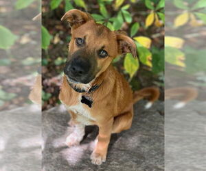 Beagle-Unknown Mix Dogs for adoption in Wakefield, RI, USA