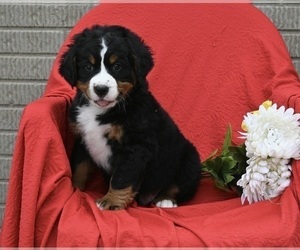 Bernese Mountain Dog Puppy for sale in SUGARCREEK, OH, USA