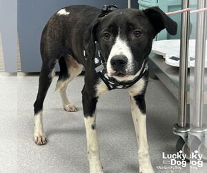 Borador Dogs for adoption in Washington, DC, USA