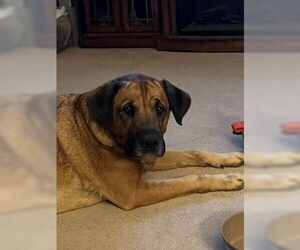 Juliana - Female Mastador Dog for Adoption - Photo #4