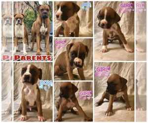 Boxer Puppy for sale in MERCED, CA, USA