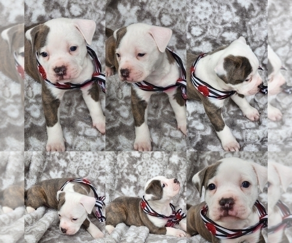 Medium Photo #2 American Bully Puppy For Sale in GETTYSBURG, PA, USA