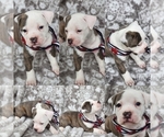 Small Photo #2 American Bully Puppy For Sale in GETTYSBURG, PA, USA