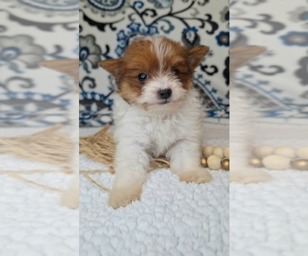 Medium Photo #2 Pomeranian-Poodle (Toy) Mix Puppy For Sale in LEWISBURG, KY, USA