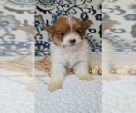 Small #1 Pomeranian-Poodle (Toy) Mix