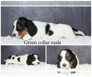 Dachshund Puppy for sale in INDEPENDENCE, IA, USA