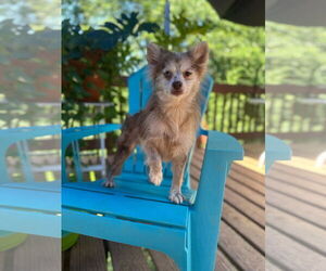 Pomeranian-Unknown Mix Dogs for adoption in Pacolet, SC, USA