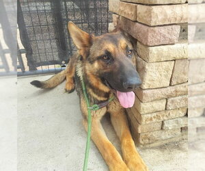 German Shepherd Dog Dogs for adoption in Pueblo, CO, USA
