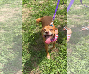 Unknown-Vizsla Mix Dogs for adoption in Oakhurst, NJ, USA