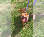 Small Photo #1 Unknown-Vizsla Mix Puppy For Sale in Oakhurst, NJ, USA