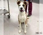 Small #1 Australian Shepherd Mix