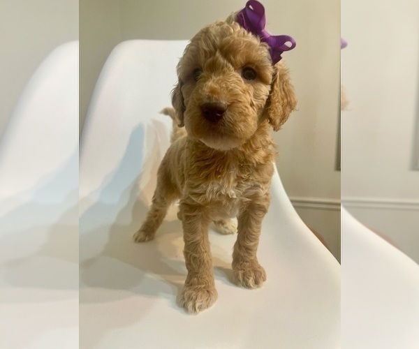 Medium Photo #3 Goldendoodle Puppy For Sale in JENKS, OK, USA