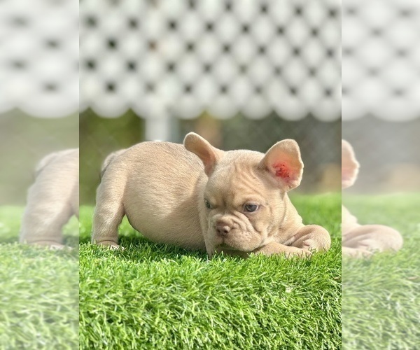 Medium Photo #1 French Bulldog Puppy For Sale in GUILFORD, CT, USA