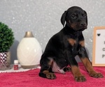 Small #9 Doberman Pinscher