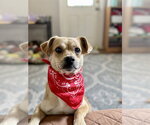 Small #11 Mutt