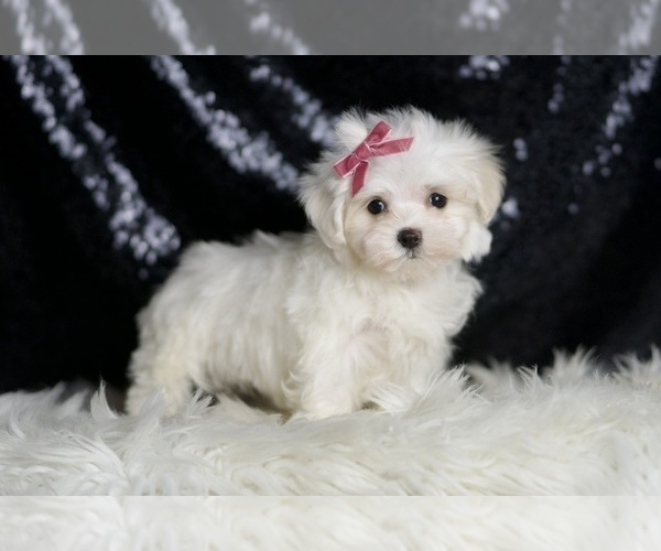 Medium Photo #4 Maltese Puppy For Sale in WARSAW, IN, USA