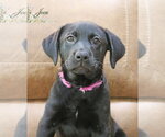 Small Labrador Retriever Mix