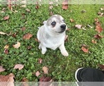 Small #6 Alaskan Klee Kai-Pomeranian Mix
