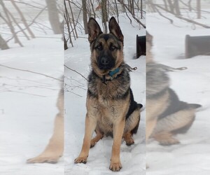 Father of the German Shepherd Dog puppies born on 05/28/2025