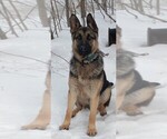 Small Photo #1 German Shepherd Dog Puppy For Sale in MIDDLEBURGH, NY, USA