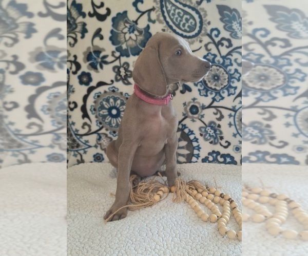 Medium Photo #4 Weimaraner Puppy For Sale in LEWISBURG, KY, USA