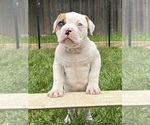 Small Photo #10 American Bulldog Puppy For Sale in PLUMAS LAKE, CA, USA