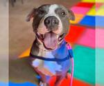 Small Photo #6 American Pit Bull Terrier Puppy For Sale in Aurora, CO, USA