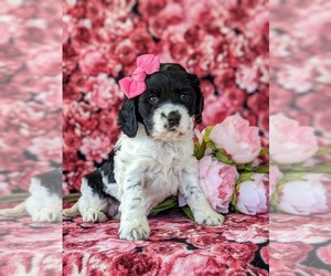 Cocker Spaniel Puppy for sale in KIRKWOOD, PA, USA