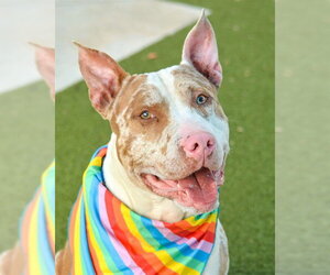 American Staffordshire Terrier Dogs for adoption in Fort Lauderdale, FL, USA