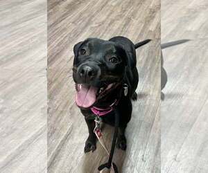 Miranda - Female Labrador Retriever-Unknown Mix Dog for Adoption - Photo #12