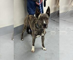 Mutt Dogs for adoption in Louisville, KY, USA