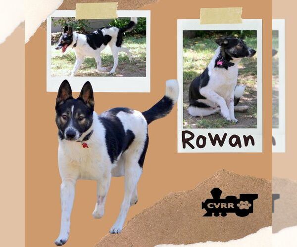 Medium Photo #1 Border Collie-Unknown Mix Puppy For Sale in Lindsay, CA, USA