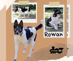 Border Collie-Unknown Mix Dogs for adoption in Lindsay, CA, USA