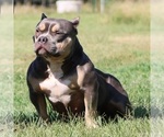 Small Photo #5 American Bully Puppy For Sale in BILLINGS, MO, USA