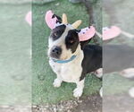 Small American Pit Bull Terrier-American Staffordshire Terrier Mix