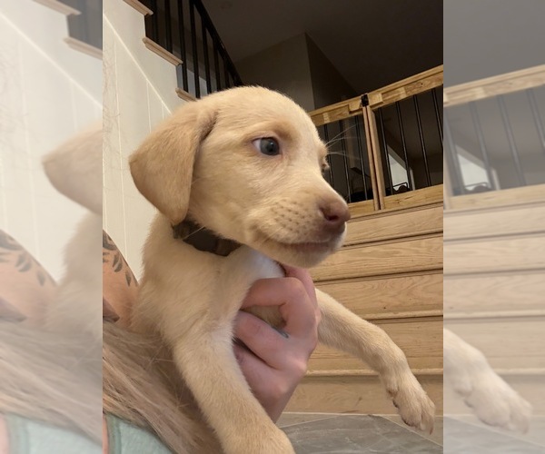 Medium Photo #2 Labrador Retriever Puppy For Sale in ELKTON, MD, USA