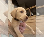 Small #1 Labrador Retriever