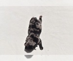 Small #5 Pug